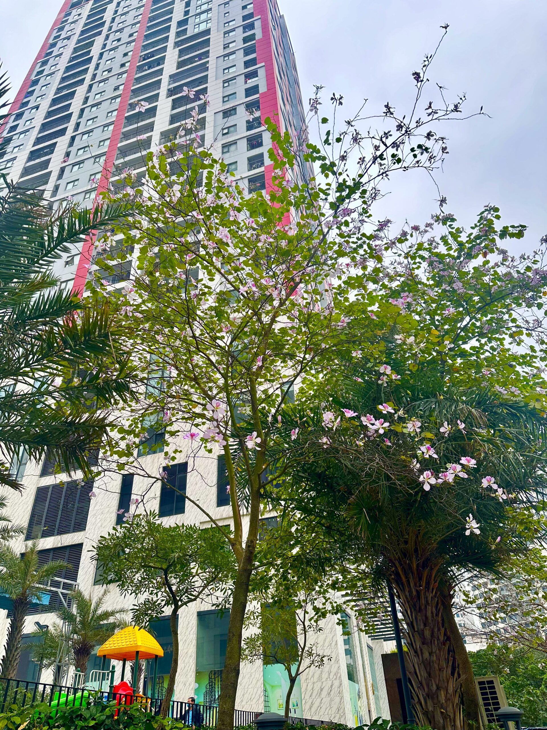 Tháng 3 mùa hoa ban nở Ở Paragon