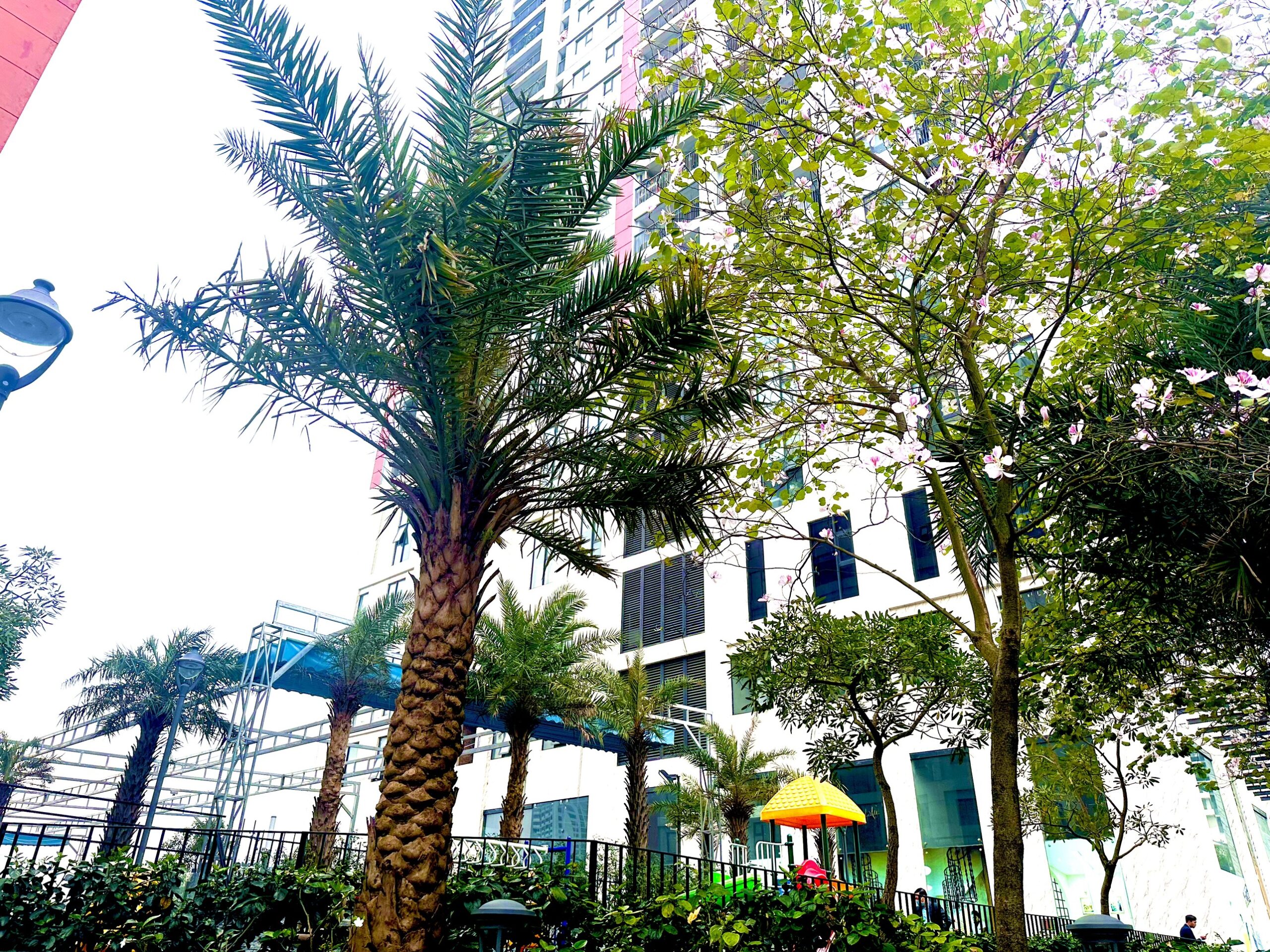 Tháng 3 mùa hoa Ban nở Ở Paragon